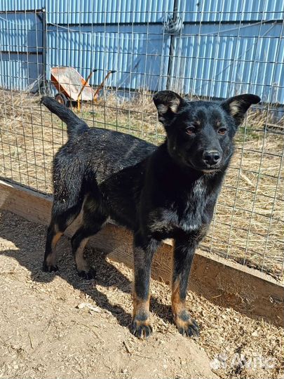 Щенки бесплатно