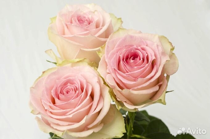 Роза Эквадор Оптом и в розницу