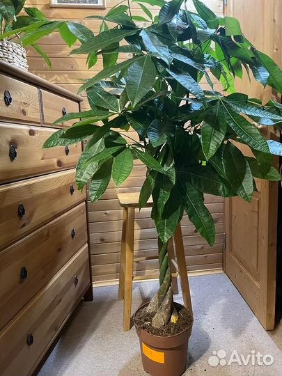 Пахира акватика D-24 H 150