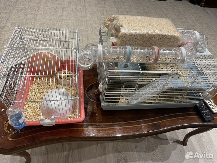 Хомячки с клеткой