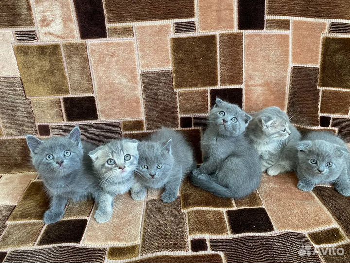 Шотландские котята