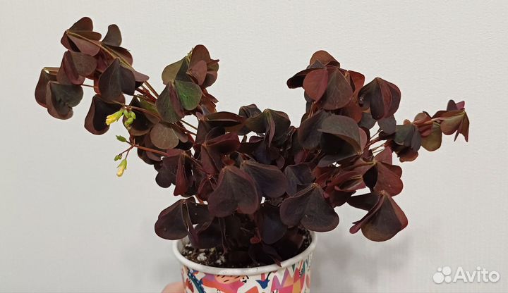 Кислица оксалис