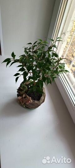 Фикус бенджамина