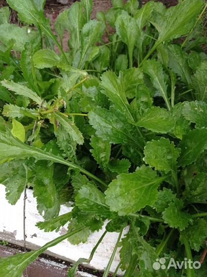 Цветы садовые