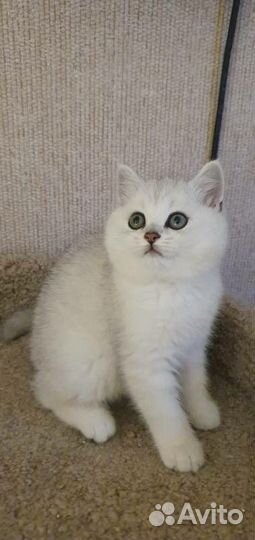 Британская серебристая шиншилла котята