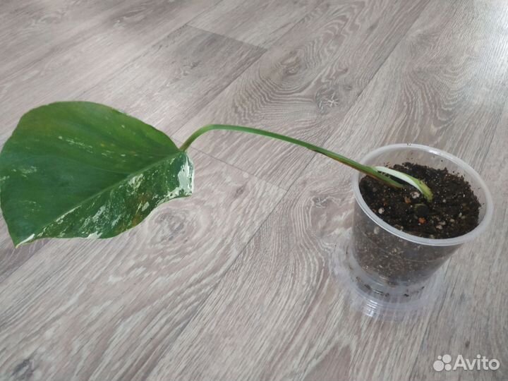 Монстера Альба