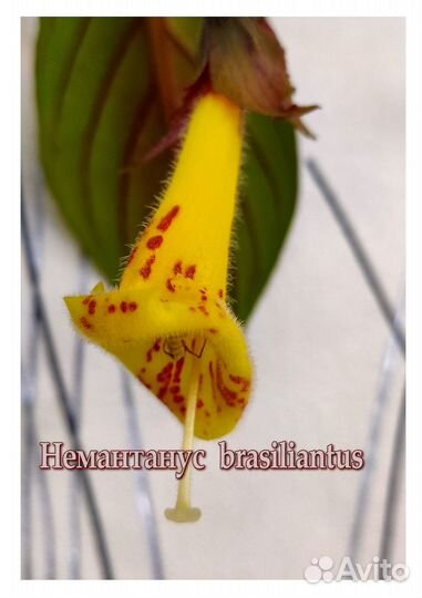 Немантанус, гипоцирта