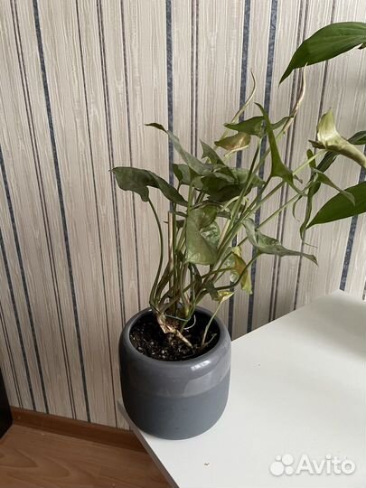 Сингониум Сортовой