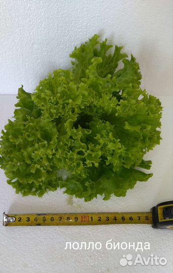 Салат листовой