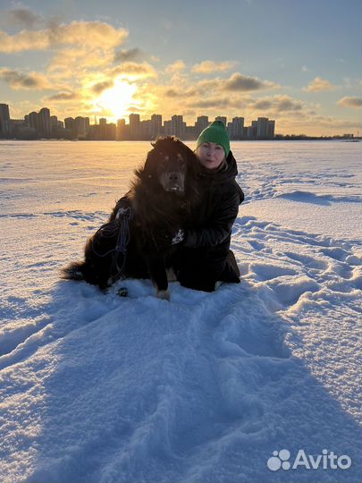 Выгул собак