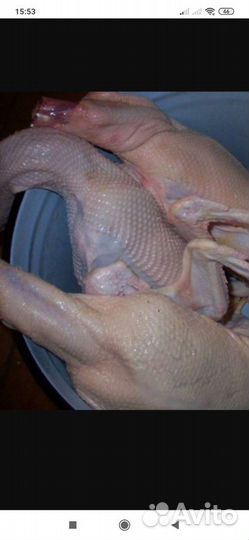 Воскомасса для ощипывания уток и гусей