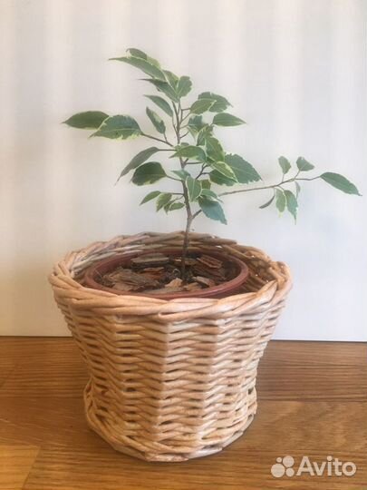 Кашпо для цветов