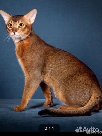 Абиссинская