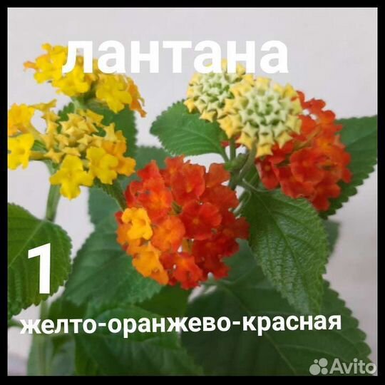 Лантана 20 видов