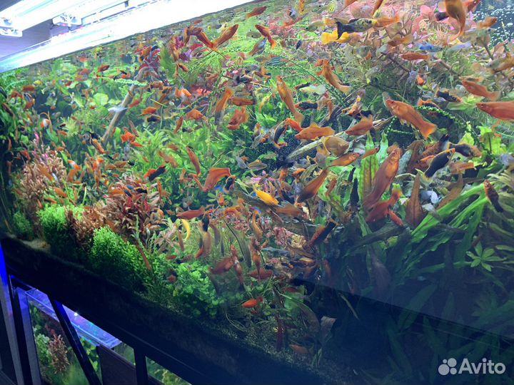 Аквариум