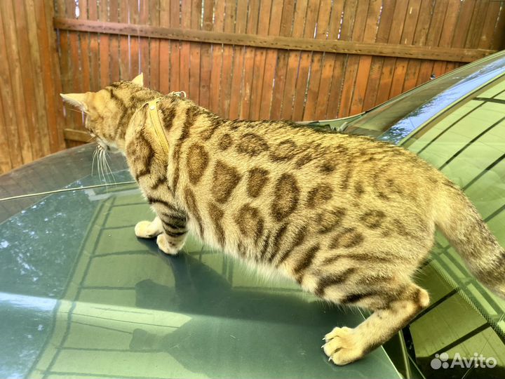 Бенгальская кошечка - 