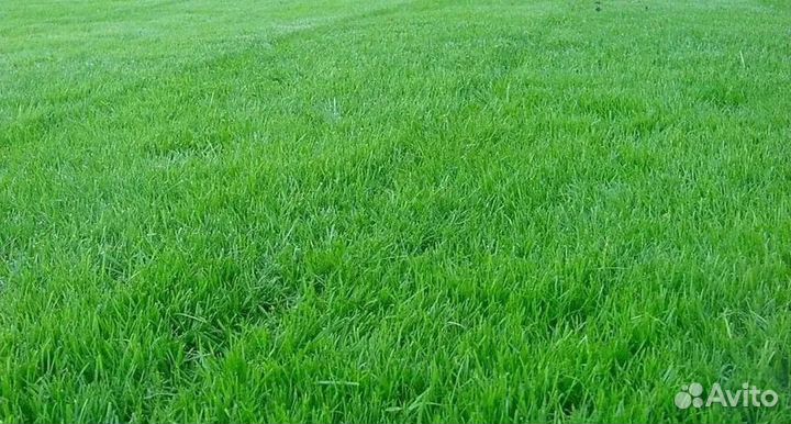 Газонная трава семена 