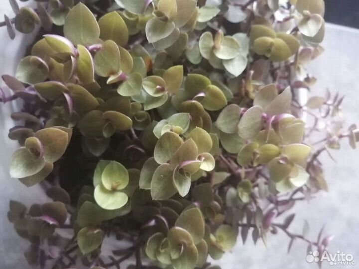 Каллизия ползучая