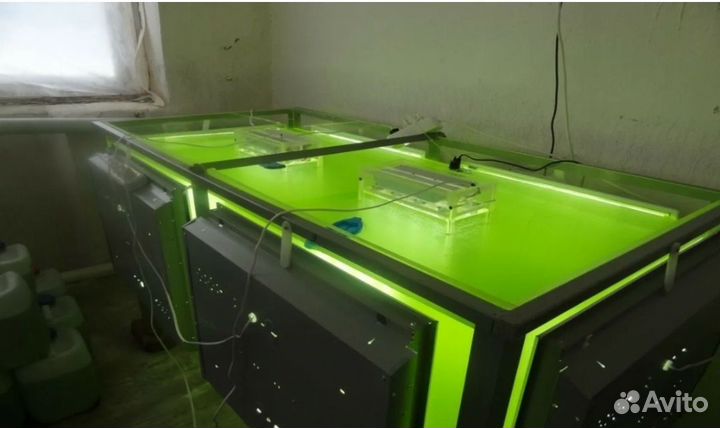 Удобрение живая суспензия хлореллы