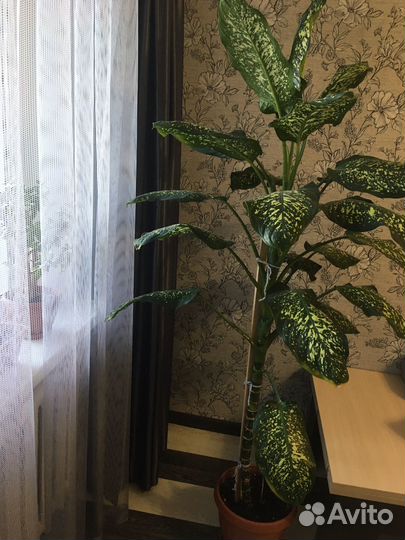 Диффенбахия