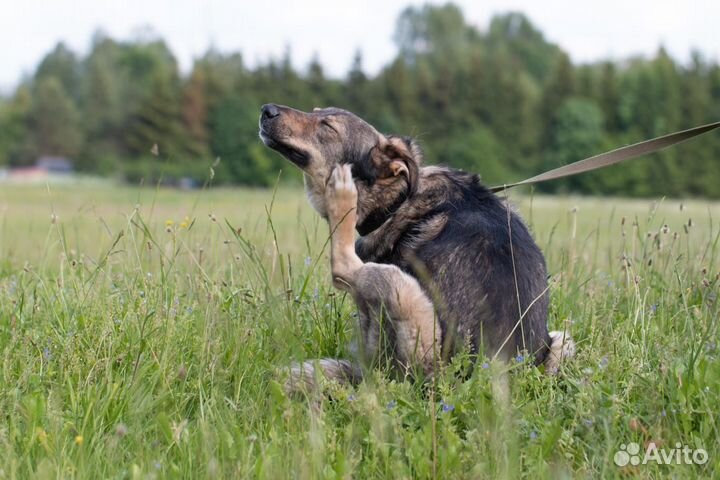 Собака в добрые руки
