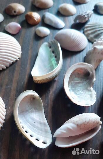 Морские ракушки