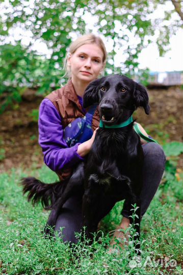 Небольшая породистая собака из приюта для квартиры