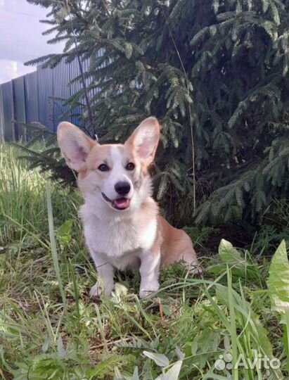 Вельш-корги пемброк Мальчик