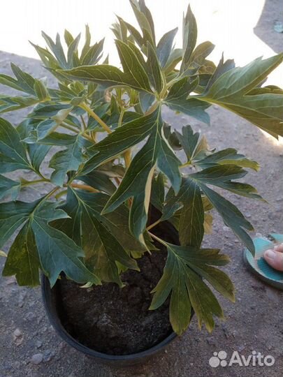 Пионы сорт бартзелла