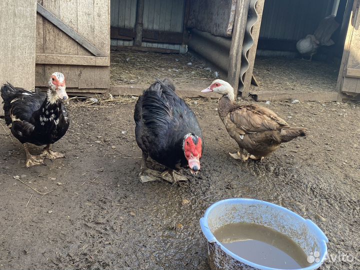 Взрослые индоутки и утята