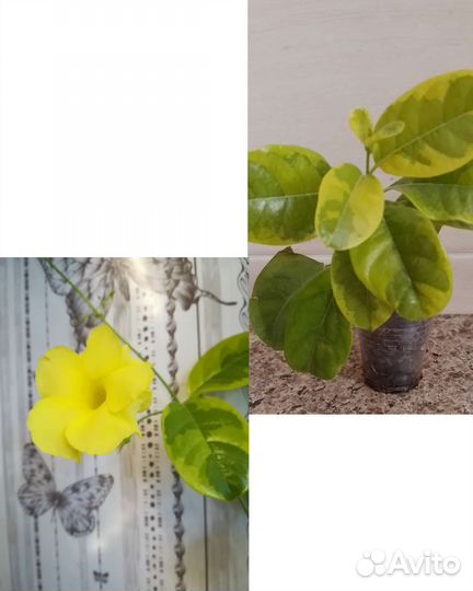 Аристолохия