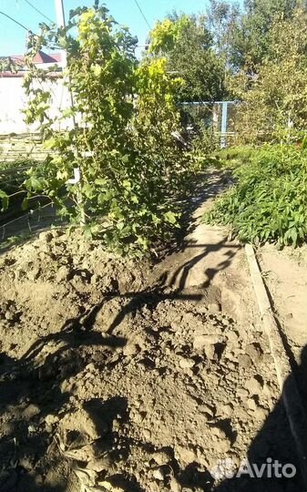 Саженцы винограда