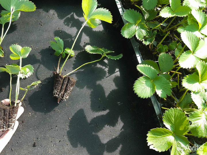 Рассада клубники. Крупная ягода