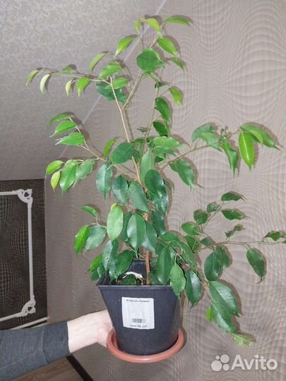 Фикус бенджамина