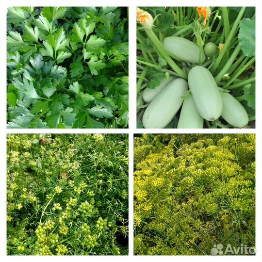 Семена укропа, кинзы, петрушки, кабачка