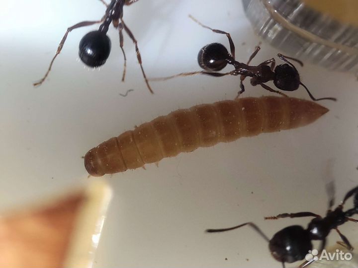 Микро мучной червь