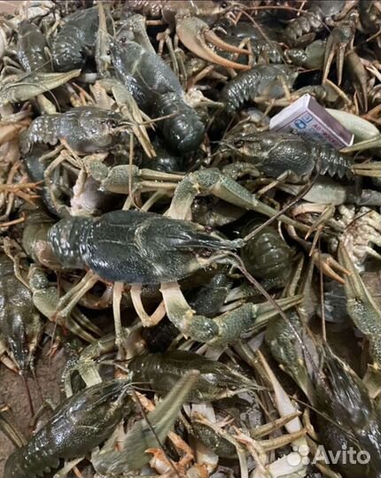 Живые раки с доставкой
