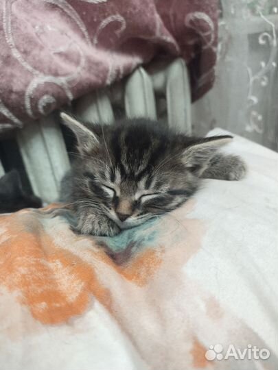 Кошки