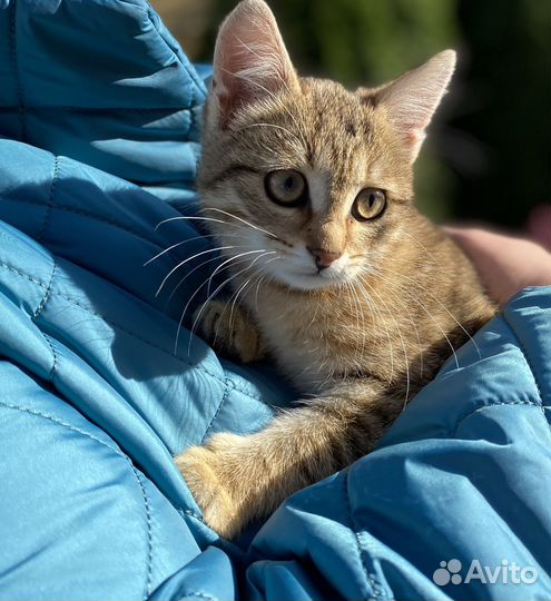 Кот в добрые руки