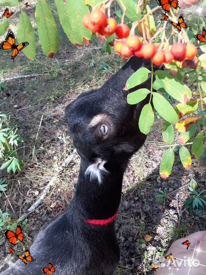 Ламанча, нубийцы