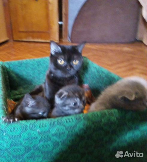 Шотландские