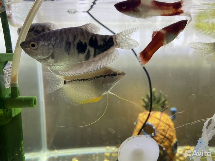 Аквариумные рыбки