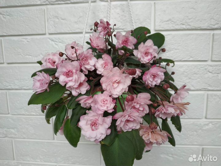 Фиалки сортовые