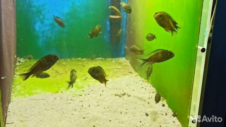 Трофеус икола кайзер