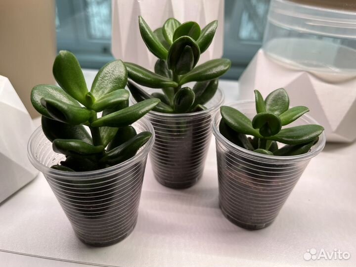 Крассула хоббит (Crassula Hobbit)