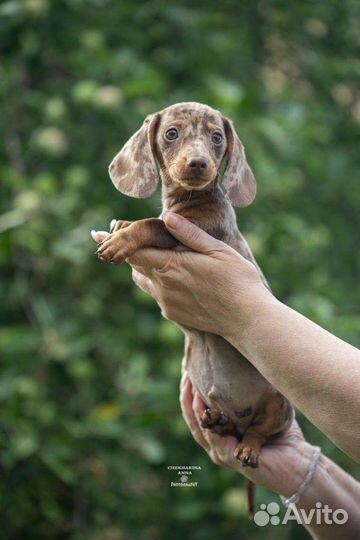 Мальчики мини. РКФ