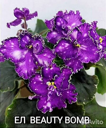 Фиалки стартеры