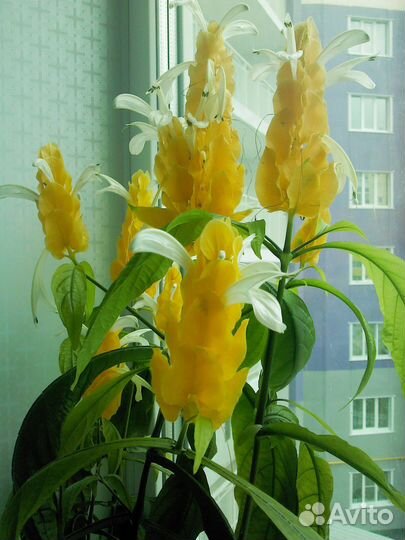 Пахистахис