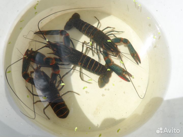 Австралийский рак