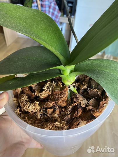 Орхидея фаленопсис sogo vivienne